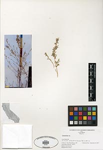 Herbarium sheet of 